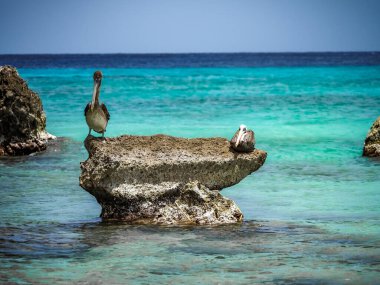 Karayip adası Curacao 'daki Kahverengi Pelikanlar
