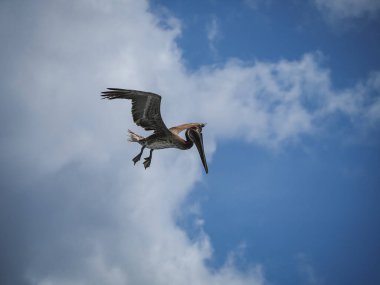 Karayip adası Curacao 'daki Kahverengi Pelikanlar