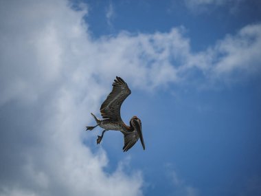Karayip adası Curacao 'daki Kahverengi Pelikanlar