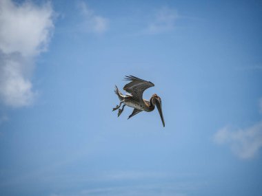 Karayip adası Curacao 'daki Kahverengi Pelikanlar