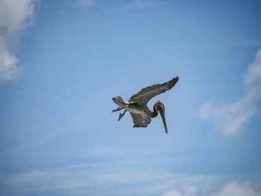 Karayip adası Curacao 'daki Kahverengi Pelikanlar