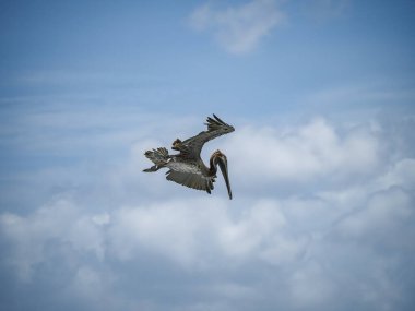 Karayip adası Curacao 'daki Kahverengi Pelikanlar