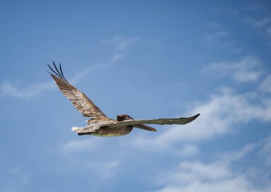 Karayip adası Curacao 'daki Kahverengi Pelikanlar
