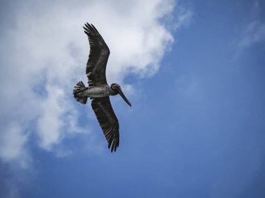 Karayip adası Curacao 'daki Kahverengi Pelikanlar