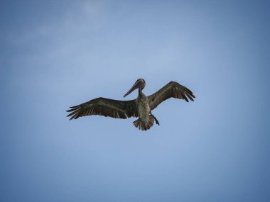 Karayip adası Curacao 'daki Kahverengi Pelikanlar