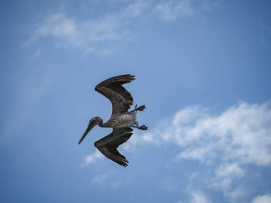Karayip adası Curacao 'daki Kahverengi Pelikanlar
