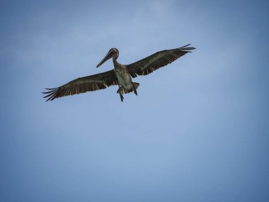 Karayip adası Curacao 'daki Kahverengi Pelikanlar