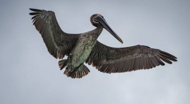 Karayip adası Curacao 'daki Kahverengi Pelikanlar