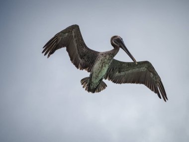 Karayip adası Curacao 'daki Kahverengi Pelikanlar