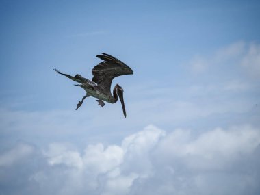 Karayip adası Curacao 'daki Kahverengi Pelikanlar