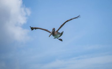 Karayip adası Curacao 'daki Kahverengi Pelikanlar