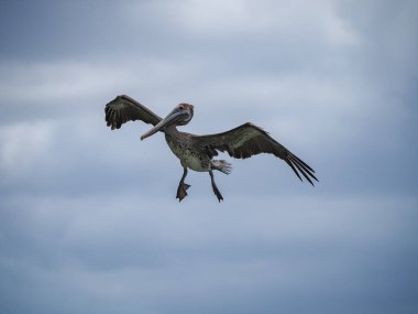 Karayip adası Curacao 'daki Kahverengi Pelikanlar