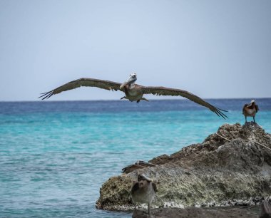 Karayip adası Curacao 'daki Kahverengi Pelikanlar