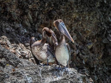 Karayip adası Curacao 'daki Kahverengi Pelikanlar