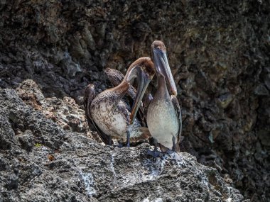 Karayip adası Curacao 'daki Kahverengi Pelikanlar