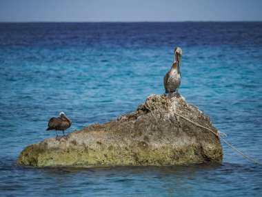 Karayip adası Curacao 'nun manzarası 