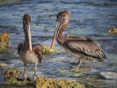 Karayip adası Curacao 'nun manzarası 