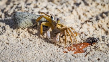 Karayip adası Curacao 'nun manzarası 