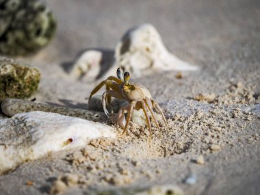Karayip adası Curacao 'nun manzarası 