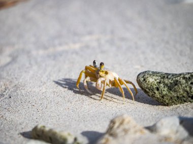 Karayip adası Curacao 'nun manzarası 