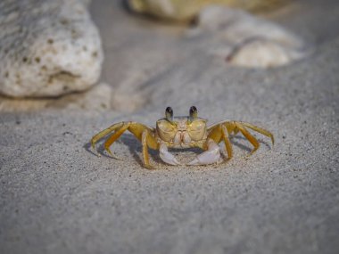 Karayip adası Curacao 'nun manzarası 