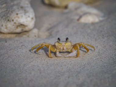 Karayip adası Curacao 'nun manzarası 