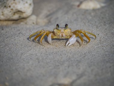 Karayip adası Curacao 'nun manzarası 