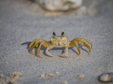 Karayip adası Curacao 'nun manzarası 