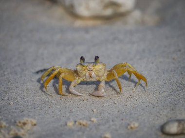Karayip adası Curacao 'nun manzarası 
