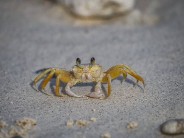Karayip adası Curacao 'nun manzarası 