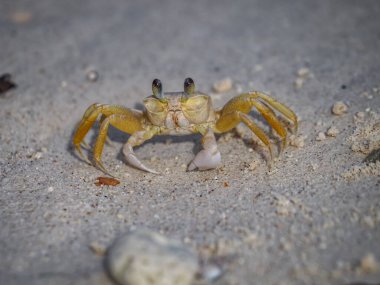 Karayip adası Curacao 'nun manzarası 