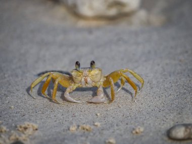 Karayip adası Curacao 'nun manzarası 