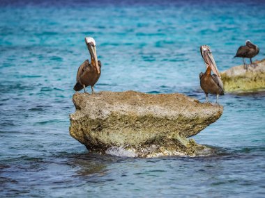 Karayip adası Curacao 'nun manzarası 