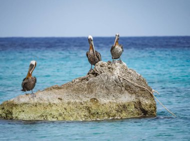 Karayip adası Curacao 'nun manzarası 
