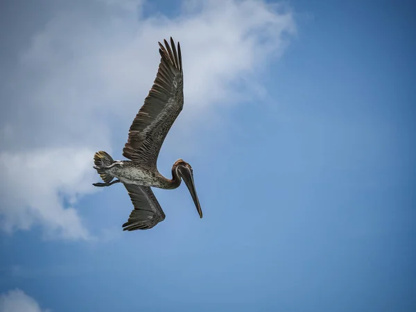 Brun Pelikan Den Karibiska Curacao — Stockfoto