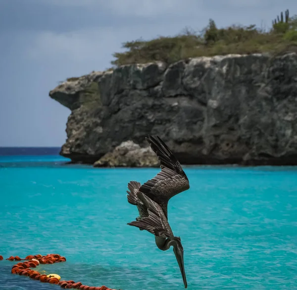 Bruna Pelikaner Den Karibiska Curacao — Stockfoto