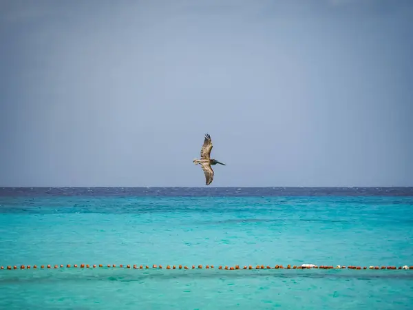 Bruna Pelikaner Den Karibiska Curacao — Stockfoto