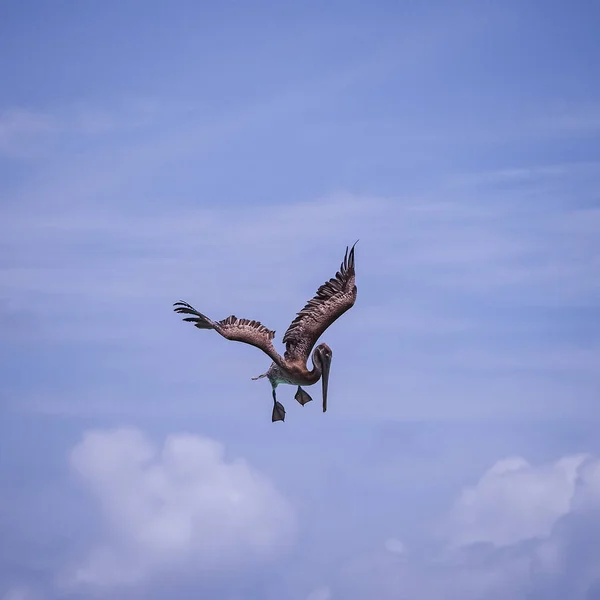 Bruna Pelikaner Den Karibiska Curacao — Stockfoto