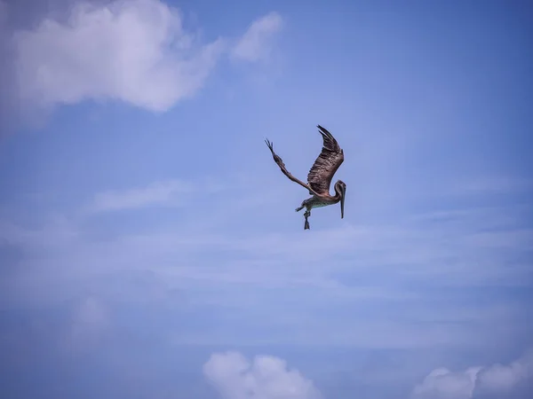 Bruine Pelikanen Het Caribische Eiland Curacao — Stockfoto