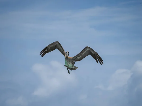 カラカオ島のブラウンペリカン — ストック写真