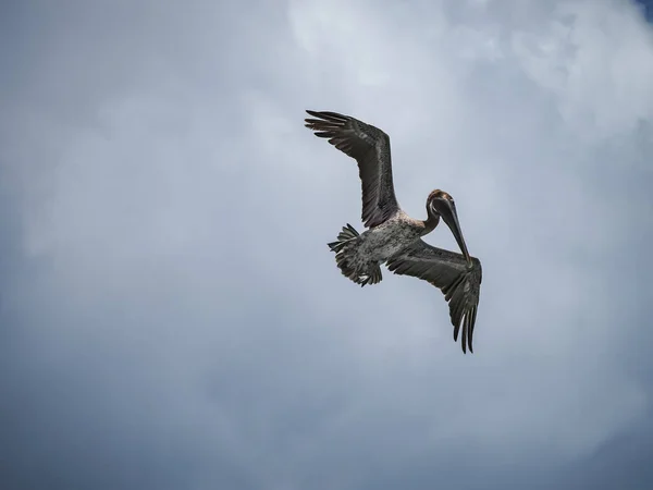 Bruna Pelikaner Den Karibiska Curacao — Stockfoto