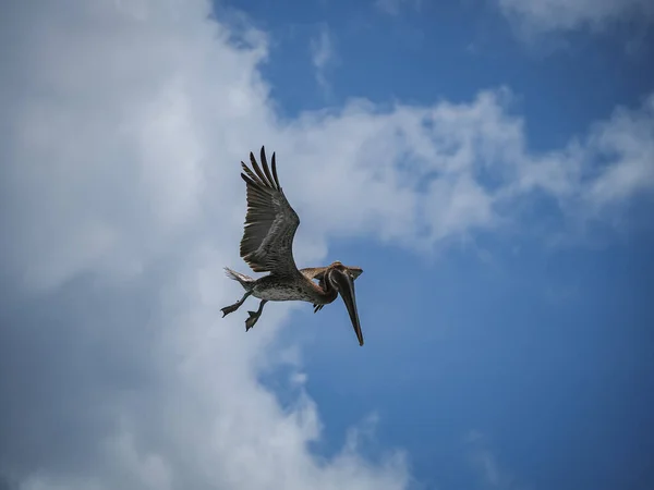 Pélicans Bruns Sur Île Caribéenne Curaçao — Photo