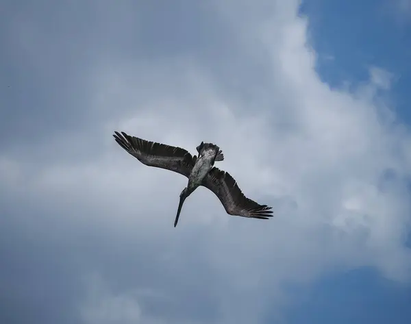 Karayip Adası Curacao Daki Kahverengi Pelikanlar — Stok fotoğraf