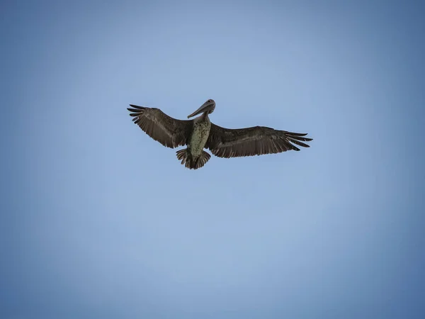 Karayip Adası Curacao Daki Kahverengi Pelikanlar — Stok fotoğraf