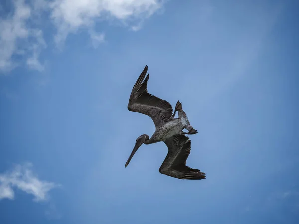 Bruna Pelikaner Den Karibiska Curacao — Stockfoto