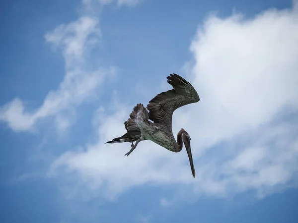 Коричневі Пелікани Карібському Острові Куракао — стокове фото