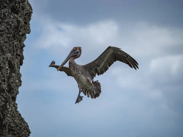 Коричневые Пеликаны Карибском Острове Кюрасао — стоковое фото