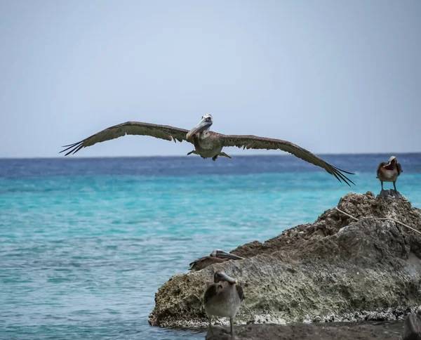 Bruna Pelikaner Den Karibiska Curacao — Stockfoto