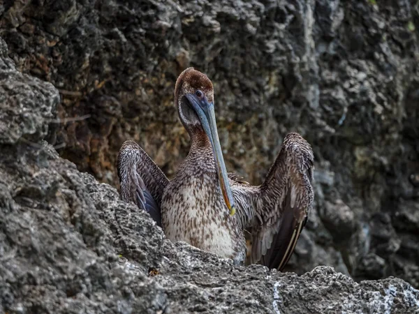 Bruna Pelikaner Den Karibiska Curacao — Stockfoto