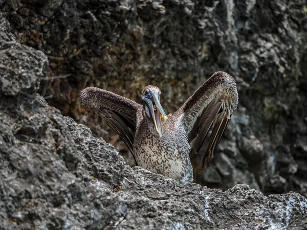 Bruine Pelikanen Het Caribische Eiland Curacao — Stockfoto
